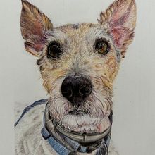 Mi proyecto del curso: Retratos de Mascotas en Lápices de Colores. Un progetto di Illustrazione tradizionale e Illustrazione naturalistica di elizamalamujer_1 - 01.07.2024