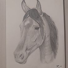 Il mio progetto del corso: Immagini realistiche della fauna in matita grafite. Fine Arts, Pencil Drawing, Drawing, Realistic Drawing, and Naturalistic Illustration project by Samuele Campelli - 07.02.2024