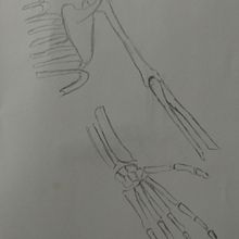 My project for course: Anatomical Drawing of Limbs, Hands and Feet Ein Projekt aus dem Bereich Bildende Künste, Skizzenentwurf, Bleistiftzeichnung, Zeichnung, Porträtzeichnung, Realistische Zeichnung, Artistische Zeichnung, Sketchbook, Anatomische Zeichnung und Illustration mit Tinte von Jennifer - 02.07.2024
