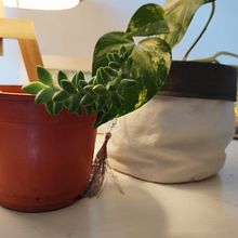 Mi proyecto del curso: Estilismo y decoración del hogar con plantas. Un progetto di Design interattivo, Interior Design, Interior Design, DIY, Design floreale e vegetale e Progettazione dello spazio di Dina Martinez - 05.07.2024
