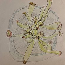 Succulent Meditations. Traditional illustration, Photograph, Arts, Crafts, Education, Fine Arts, L, scape Architecture, Sketching, Pencil Drawing, Drawing, Watercolor Painting, Stor, telling, Embroider, Sewing, Children's Illustration, Fiber Arts, Botanical Illustration, Creating with Kids, Upc, cling, Crochet, Children's Literature, Picturebook, Colored Pencil Drawing, Knitting, and Weaving project by Joan Borgman - 07.07.2024