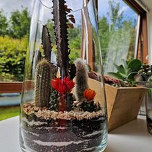 Terrario largo. Interior Design, L, scape Architecture, Decoration, DIY, Floral, and Plant Design project by Lina Echavarria - 07.09.2024