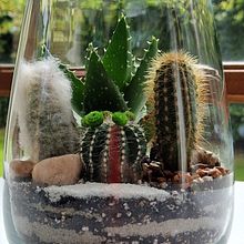 Terrario pequeño. Arts, Crafts, and Decoration project by Lina Echavarria - 07.09.2024