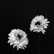 flower . % flora abbadie tarafından hazırlanan Fotoğrafçılık projesi - 07.09.2024