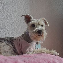 Mi proyecto del curso: Introducción a la fotografía de perros. Un progetto di Fotografia, Fotografia di ritratto, Fotografia in studio, Fotografia documentaria, Fotografia lifest, le e Fotografia di interni di Sofia Lagunas - 07.07.2024