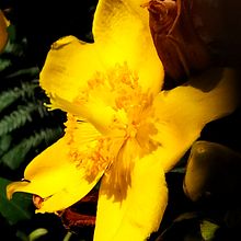 Yellow in the forest. Photograph project by descheppernadege - 07.16.2022