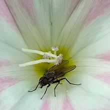 Simple fly. Photograph project by descheppernadege - 07.21.2022