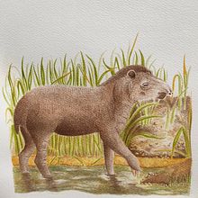 Tapirus terrestris / Tapir Amazónico . Traditional illustration, Watercolor Painting, Realistic Drawing, and Naturalistic Illustration project by edahi - 07.10.2024