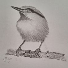 My project for course: Artistic Watercolor Techniques for Illustrating Birds. Traditional illustration, Watercolor Painting, Realistic Drawing, and Naturalistic Illustration project by Ilse Nielson - 07.11.2024