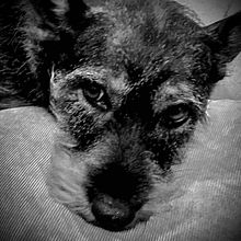 Mi proyecto del curso: Introducción a la fotografía de perros. Un proyecto de Fotografía, Fotografía de retrato, Fotografía de estudio, Fotografía documental, Fotografía Lifestyle y Fotografía en interiores de Iveth Zamora - 10.07.2024