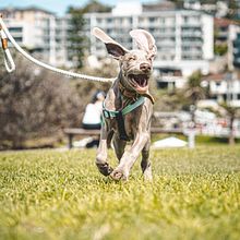 Mi proyecto del curso: Fotografía lifestyle de perros. Photograph, Portrait Photograph, Instagram Photograph, Documentar, Photograph, Lifest, and le Photograph project by Sergio Lozano - 07.11.2024