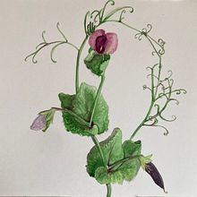 Il mio progetto del corso: Illustrazioni botaniche ad acquerello: tecnica del tratteggio. Fine Arts, Painting, Watercolor Painting, and Botanical Illustration project by Chiara Massimiani - 07.11.2024