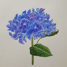 Mi proyecto del curso: Ilustración botánica en acuarela: Técnica del sombreado a rayas. Un proyecto de Bellas Artes, Pintura, Pintura a la acuarela e Ilustración botánica de Victoria Beresi - 13.07.2024