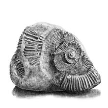 Ammonite drawing (digital). Digital Illustration, Pencil Drawing, and Realistic Drawing project by bethaneekay11 - 07.13.2024