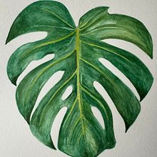 Il mio progetto del corso: Acquerello botanico per stampe. Un progetto di Illustrazione tradizionale, Pattern design, Pittura ad acquerello e Illustrazione botanica di Alessandra Roncagliolo - 08.07.2024