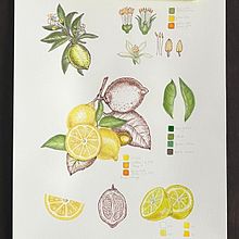 Botanical Lemon Painting. Projekt z dziedziny Trad, c, jna ilustracja i Craft użytkownika Analia Magu - 15.07.2024
