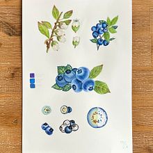 Botanical Blueberry Painting. Un proyecto de Ilustración tradicional y Artesanía de Analia Magu - 15.07.2024
