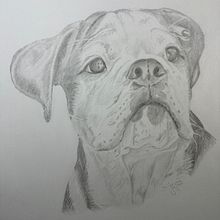 Mein Abschlussprojekt für den Kurs: Realistische Tierporträts mit Bleistift. Een project van Traditionele illustratie, Tekening met potlood,  Tekening y Naturalistische illustratie van jorynna - 15.07.2024