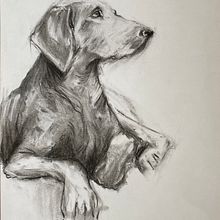 Mon projet du cours : Illustration d'animaux au fusain et à l'encre. Un proyecto de Bellas Artes, Dibujo, Ilustración con tinta e Ilustración naturalista				 de mariednt - 16.07.2024