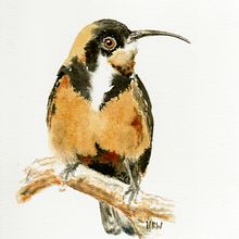My project for course: Artistic Watercolor Techniques for Illustrating Birds. Traditional illustration, Watercolor Painting, Realistic Drawing, and Naturalistic Illustration project by hwhitford - 07.15.2024