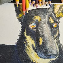 Mi proyecto del curso: Retratos de Mascotas en Lápices de Colores - Sami. Traditional illustration, and Naturalistic Illustration project by César Matamoros - 07.17.2024