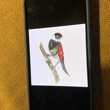 Meu projeto do curso: Pintura em aquarela: arte de aves e fauna naturalista. Fine Arts, Pencil Drawing, Drawing, Watercolor Painting, Realistic Drawing, and Naturalistic Illustration project by Francisca Azevedo - 06.15.2024