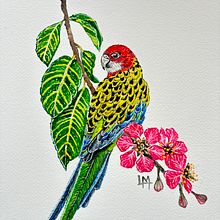 Mi proyecto del curso: Acuarelas: arte realista de aves y naturaleza. Fine Arts, Pencil Drawing, Drawing, Watercolor Painting, Realistic Drawing, and Naturalistic Illustration project by Lilian Moretti - 07.20.2024