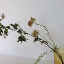 My project for course: Botanical Still Life Photography. Product Photograph, Fine-Art Photograph, Lifest, and le Photograph project by paola07_paolini - 07.21.2024