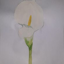 Mi proyecto del curso: Acuarela botánica: ilustra la anatomía de las flores. Un progetto di Illustrazione tradizionale, Belle arti, Pittura, Disegno, Pittura ad acquerello e Illustrazione botanica di Brandon Chiles - 18.07.2024