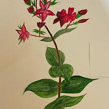 Mi proyecto del curso: Ilustración botánica con acuarela Ein Projekt aus dem Bereich Traditionelle Illustration, Bildende Künste, Malerei, Zeichnung, Aquarellmalerei und Botanische Illustration von dayesrodriguez - 20.07.2024