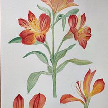 My project for course: Botanical Watercolor: Illustrate the Anatomy of Flowers. Ilustração tradicional, Artes plásticas, Pintura, Desenho, Pintura em aquarela e Ilustração botânica projeto de arolleder - 23.07.2024