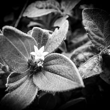 Surviving amidst all… . Fotografie de Kolawole Mobolaji - 07.23.2024