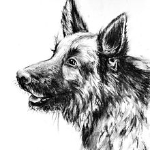 Mój projekt z kursu: Ilustracje zwierząt wykonane tuszem i węglem. Fine Arts, Drawing, Ink Illustration, and Naturalistic Illustration project by Joanna Zakrzewska - 07.29.2024