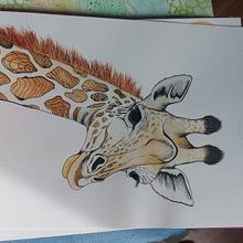 Mi proyecto del curso: Ilustración realista en acuarela de la vida salvaje. Fine Arts, Painting, Watercolor Painting, and Naturalistic Illustration project by Belén Moreno - 07.30.2024