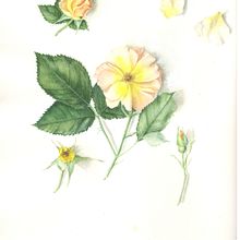 Children's book about bears and music. Un projet de Illustration traditionnelle , et Aquarelle de Susan King - 25.07.2024