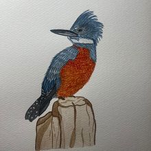 Ilustración naturalista de aves con acuarela: Martín Pescador. Traditional illustration, Watercolor Painting, Realistic Drawing, and Naturalistic Illustration project by constanzov - 07.31.2024