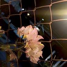 Mi proyecto del curso:Adobe Photoshop para edicion y retoque fotográfico. Projekt z dziedziny Fotografia użytkownika Vielka Avalos - 29.07.2024