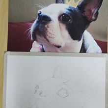 Meu primeiro esboço como exercício do curso de retratos de pet a lápis de cor. Ein Projekt aus dem Bereich Bleistiftzeichnung, Realistische Zeichnung und Porträtzeichnung von Anaisa OP - 31.07.2024
