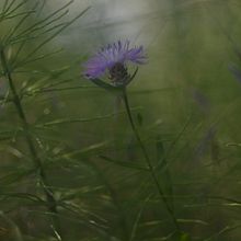 Gedicht "Deine Blüten". Un progetto di Scrittura creativa e Scrittura di narrativa fiction di brunnersylvia - 03.08.2024