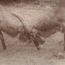 Mi proyecto del curso: Goma bicromatada: impresión fotográfica alternativa. Un progetto di Artigianato, Belle arti, Stampa, DIY e Fotografia analogica di ambigu50 - 06.08.2024