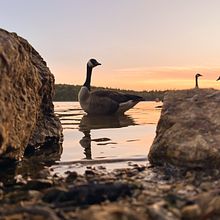 Sunset walk at the lake. Photograph, Mobile Photograph, Outdoor Photograph, Documentar, Photograph, Lifest, le Photograph, and Social Media project by Nata Kostenko - 08.07.2024