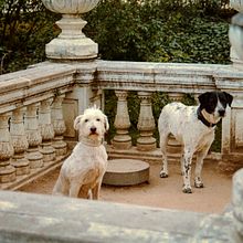 DEUX CHIENS . Photograph, Outdoor Photograph, and Film Photograph project by Ana Sisternas Viana - 08.07.2024