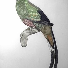 Mi proyecto del curso: Ilustración naturalista con bolígrafo. Un projet de Illustration traditionnelle, Dessin, Dessin réaliste et Illustration naturaliste de Enrique - 08.08.2024