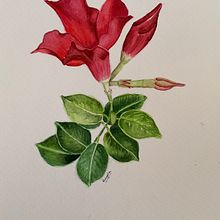 Mi proyecto es  Diplodemia. Traditional illustration, Fine Arts, Painting, Drawing, Watercolor Painting, and Botanical Illustration project by Angela Zambrano Merino - 08.21.2024