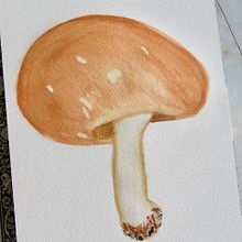 Illustrazione botanica. Traditional illustration project by Wima Dathe - 06.05.2024