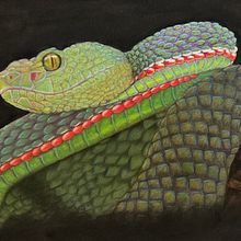 Pastellkreide Schlange . Painting project by j_koroneko - 08.12.2024
