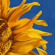 Sunflower. Digital Illustration, Fine Arts, Digital Drawing, and Digital Painting project by outofmymind - 01.13.2023