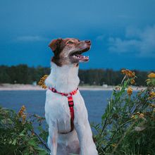 My project for course: Lifestyle Dog Photography. Photograph, Portrait Photograph, Instagram Photograph, Documentar, Photograph, Lifest, and le Photograph project by jjekaterinaa - 08.13.2024