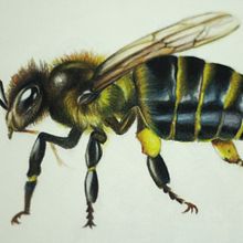 buzz buzz. Traditional illustration, Drawing, Realistic Drawing, Artistic Drawing, Colored Pencil Drawing, and Naturalistic Illustration project by aurorac - 08.13.2024