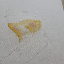 My project for course: Artistic Watercolor Techniques for Illustrating Birds. Traditional illustration, Watercolor Painting, Realistic Drawing, and Naturalistic Illustration project by Petter Fetz - 08.18.2024